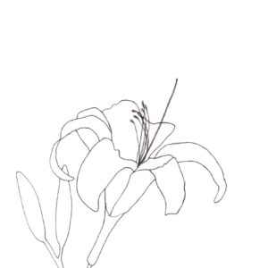 Pattern Download - Daylilly