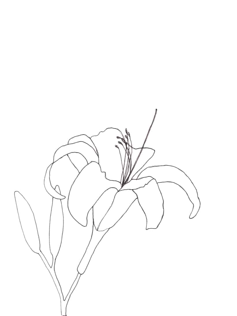 Pattern Download - Daylilly