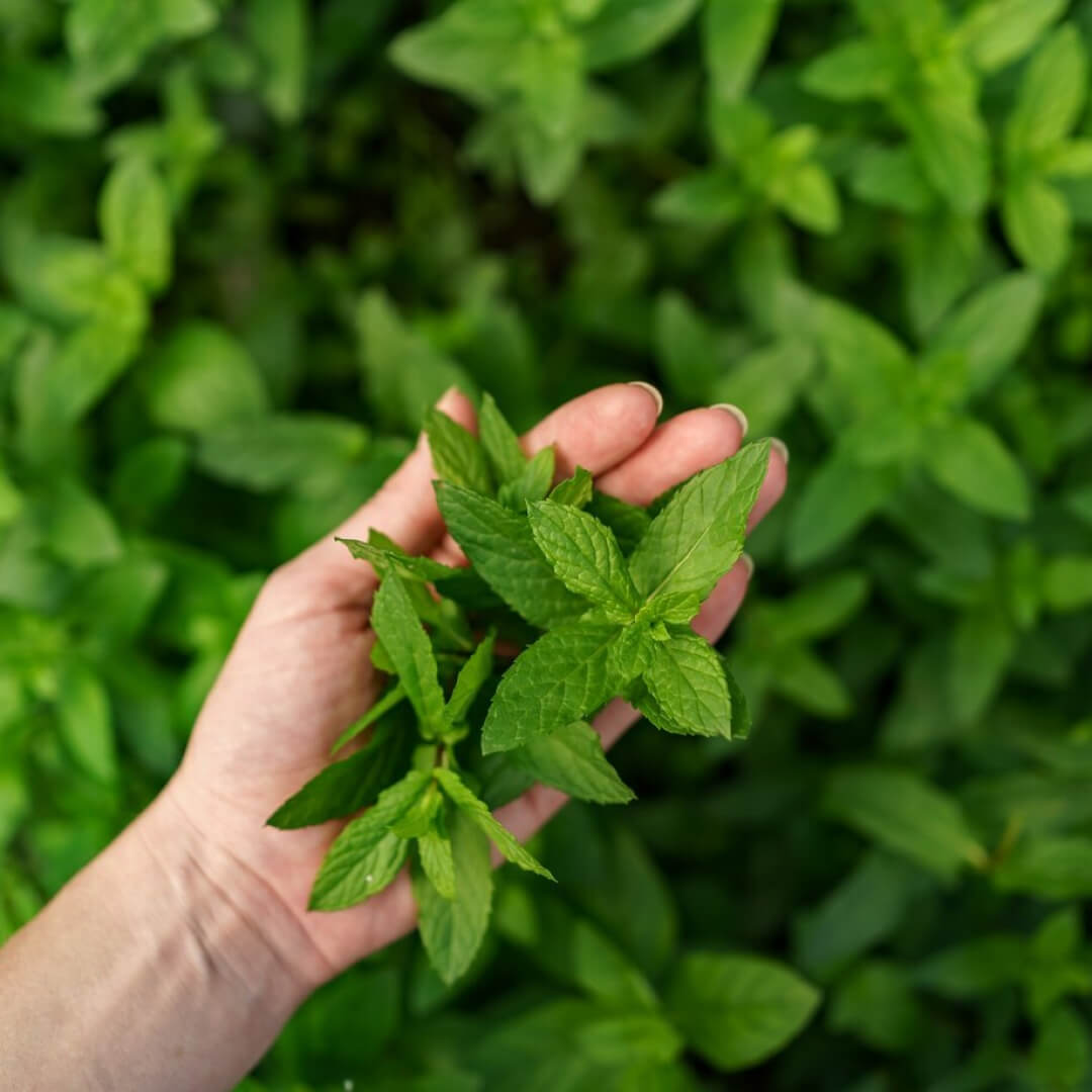 Nature Works Lemon balm E-Book - Image 2