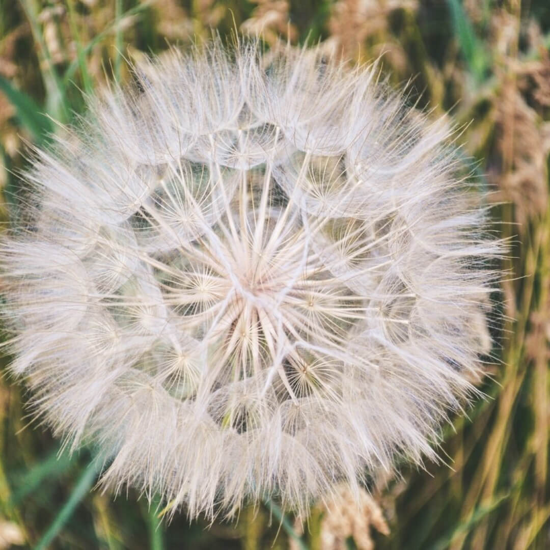 Nature Works Dandelion E-Book - Image 2
