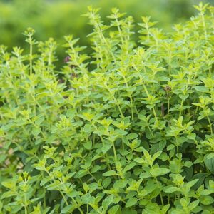 Nature Works Oregano E-Book