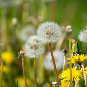 Nature Works Dandelion E-Book